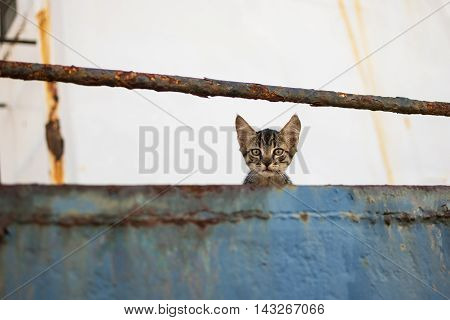 Cute Tabby Cat on Abandoned Old Rusty Ship