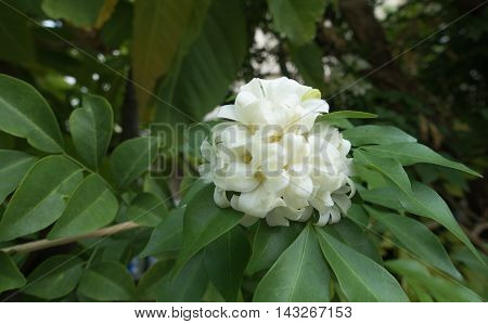 White flower Murraya paniculata or Orang Jessamin on tree