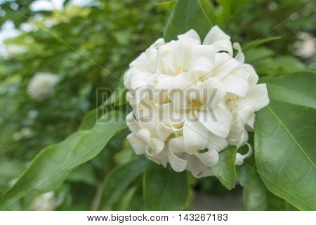 White flower Murraya paniculata or Orang Jessamin on tree