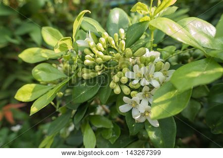 White flower Murraya paniculata or Orang Jessamin on tree
