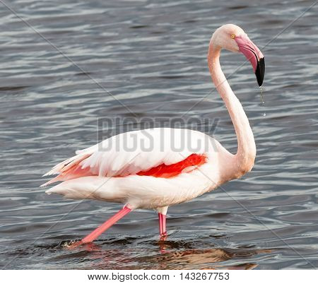 Elegant greater pink flamingo floating (Phoenicopterus roseus)