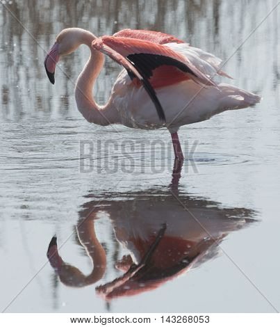 Greater flamingo (Phoenicopterus roseus) with open wings