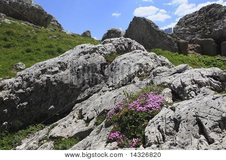 Mountain blomster