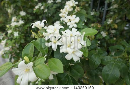 White flower Murraya paniculata or Orang Jessamin
