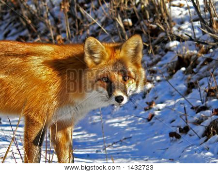 Red Fox 5