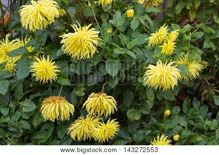 Home grown Fimbriated Dahlia flower in yellow blooming in the garden