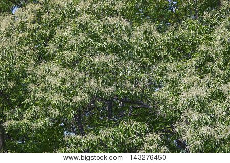 American chestnut tree in blossom (Castanea dentata)
