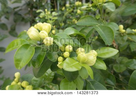 White flower Murraya paniculata or Orang Jessamin on tree