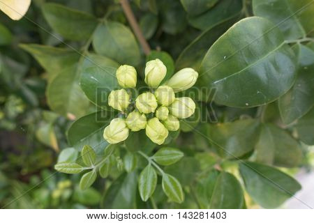 White flower Murraya paniculata or Orang Jessamin on tree