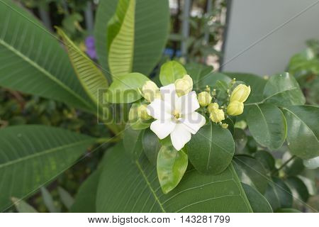 White flower Murraya paniculata or Orang Jessamin on tree