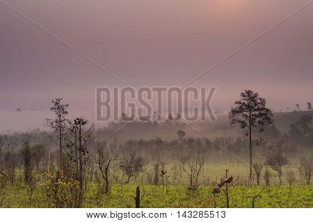 Sunrise and morning mist with silhouette trees and savanna filed at Thing Salaeng Luang National park, Thailand