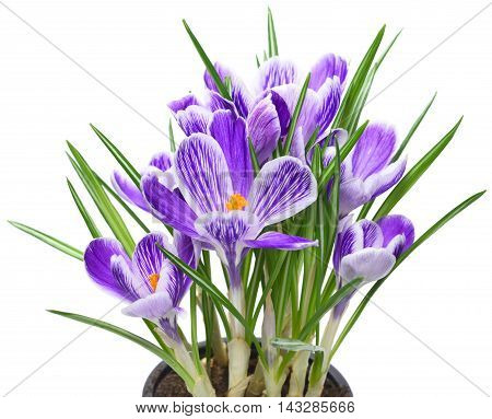 Purple crocuses or spring flowers, isolated on white background.