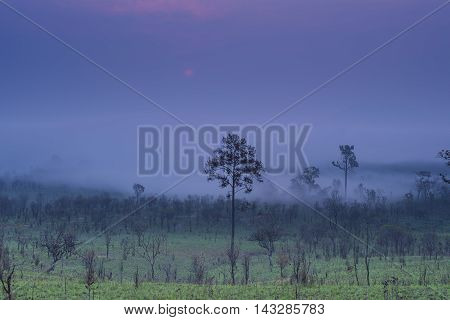 Sunrise and morning mist with silhouette trees and savanna filed at Thing Salaeng Luang National park, Thailand