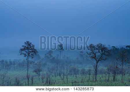 Sunrise and morning mist with silhouette trees and savanna filed at Thing Salaeng Luang National park, Thailand