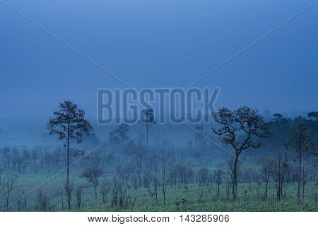 Sunrise and morning mist with silhouette trees and savanna filed at Thing Salaeng Luang National park, Thailand