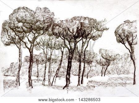 Graphic illustration of Rome. Italy. Trees. Poster Design. Two-color pencil sepia. Duotone