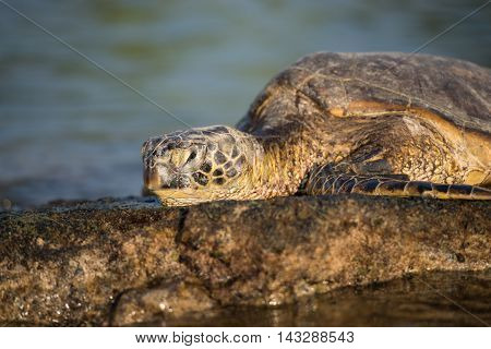 A sea turtle basks in the warm tropical waters of hawaii