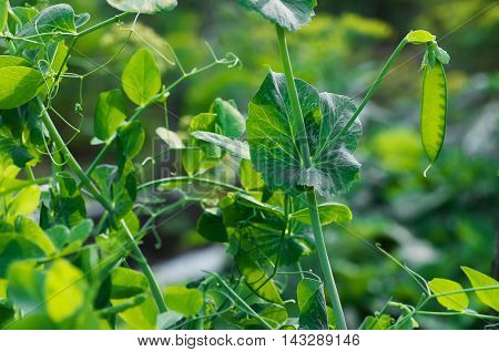 ripe pod of green peas in the garden on the farm