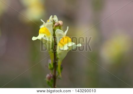 Flowers of  a common toadflax (Linaria vulgaris).