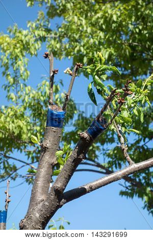 Grafting On Fruit Tree