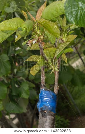 Grafting On Fruit Tree