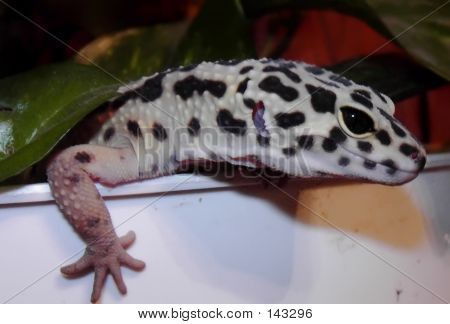 Geco leopardo