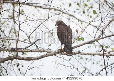 golden eagle (Aquila chrysaetos) sitting on birch tree branch