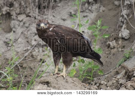 golden eagle (Aquila chrysaetos) sitting on ground