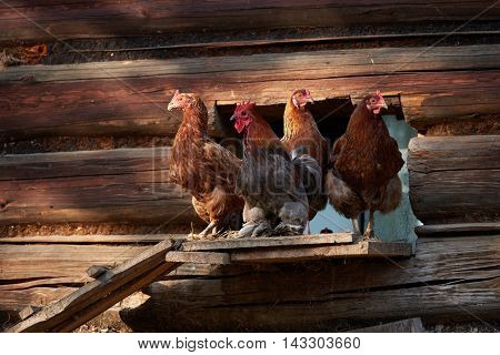Rooster Or Chickens On Traditional Free Range Poultry Farm