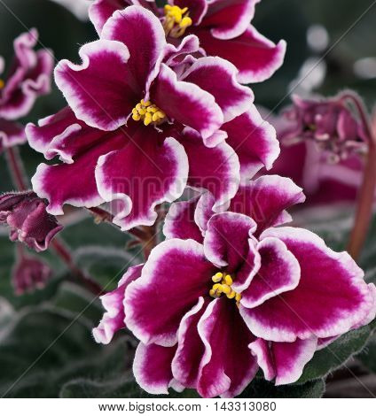 Beautiful claret with white violet flower over leaves background