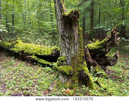 Moss wrapped old hornbeam tree stump and part of tree lying behind, Bialowieza Forest, Poland, Europe