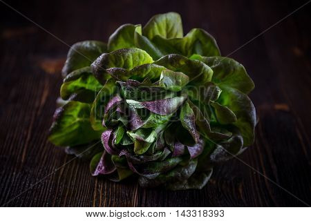 Organic Red Oakleaf lettuce on dark wooden background. Close up.