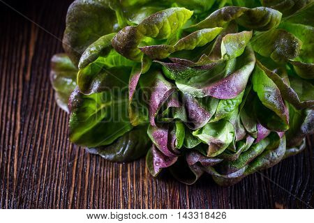 Organic Red Oakleaf lettuce on dark wooden background. Close up.