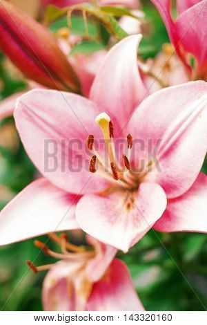 Zephyranthes flower. Common names for species in this genus include fairy lily rainflower zephyr lily magic lily Atamasco lily and rain lily
