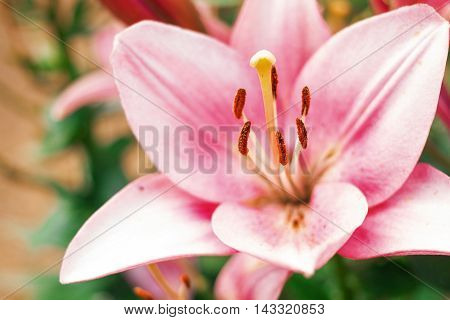 Zephyranthes flower. Common names for species in this genus include fairy lily rainflower zephyr lily magic lily Atamasco lily and rain lily
