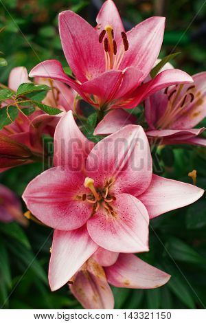 Zephyranthes flower. Common names for species in this genus include fairy lily rainflower zephyr lily magic lily Atamasco lily and rain lily