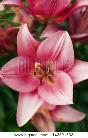 Zephyranthes flower. Common names for species in this genus include fairy lily rainflower zephyr lily magic lily Atamasco lily and rain lily