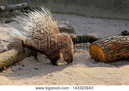 African Crested Porcupine Hystrix Cristata