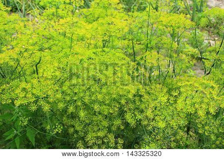 green fennel grows on the vegetable garden