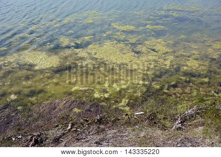 Algae growing on a small lake in the Wesmere Country Club of Joliet, Illinois during April.