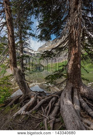 Gnarly Pine Roots along Shore of Grinnell Lake in the Montana mountains