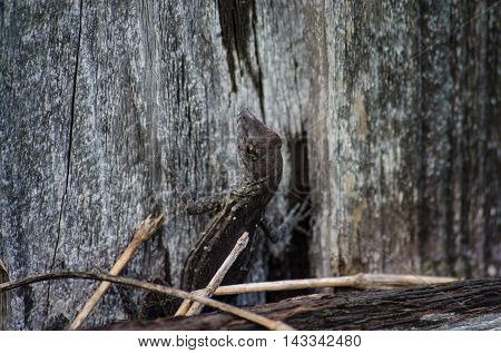 Lizard trying to hide by changing color to blend in