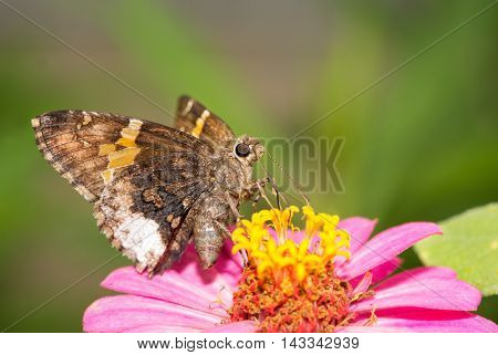 Achalarus lyciades, Hoary Edge butterfly on a pink Zinnia