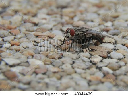 macro of big fly are spraying water on stone.