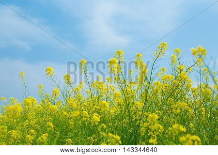 Material obtained by photographing the Rape flowers and a blue sky.
