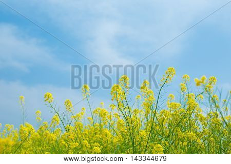 Material obtained by photographing the Rape flowers and a blue sky.