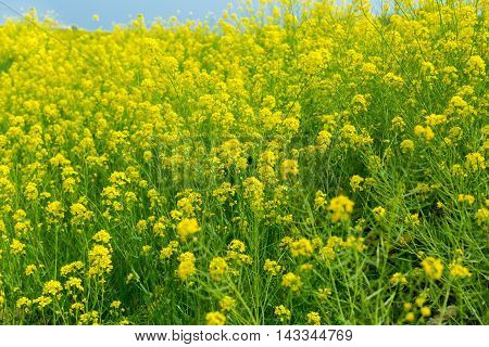 Material obtained by photographing the one side rape blossoms.