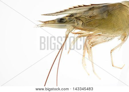 fresh Raw shrimp closeup food seafood isolated