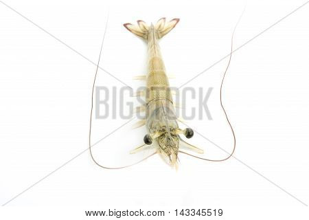 fresh Raw shrimp closeup food seafood isolated