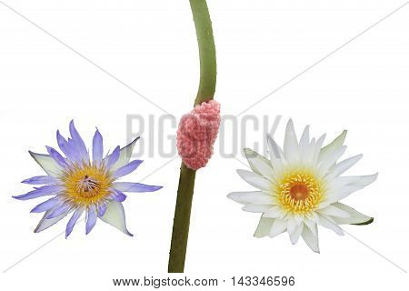 Lotus and egg shells isolated on white background.